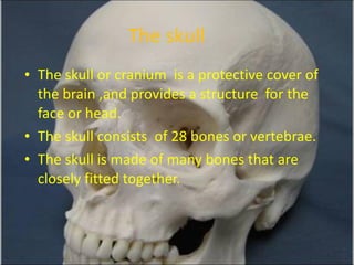The skull  The skull or cranium  is a protective cover of the brain ,and provides a structure  for the face or head.  The skull consists  of 28 bones or vertebrae. The skull is made of many bones that are closely fitted together. 