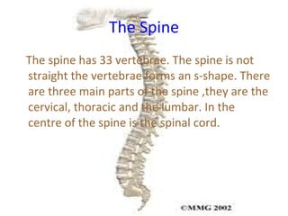 The Spine The spine has 33 vertebrae. The spine is not straight the vertebrae forms an s-shape. There are three main parts of the spine ,they are the cervical, thoracic and the lumbar. In the centre of the spine is the spinal cord. 
