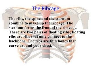 The Ribcage The ribs, the spine and the sternum combine to make up the ribcage. The sternum forms the front of the rib cage. There are two pairs of floating ribs; floating ribs are ribs that only connect to the backbone. The ribs are thin bones that curve around your chest.  