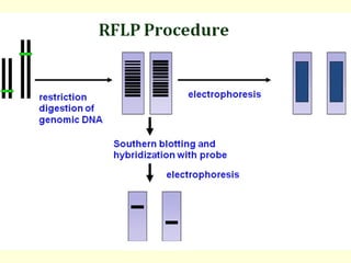 Molecular Markers and Their Role in Crop Improvement Techniques | PPT