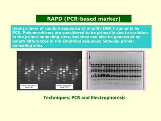 Molecular Markers and Their Role in Crop Improvement Techniques | PPT