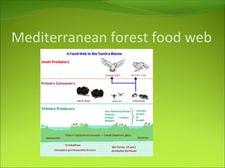 Mediterranean forest food web