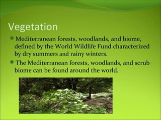 Vegetation
Mediterranean forests, woodlands, and biome,
defined by the World Wildlife Fund characterized
by dry summers and rainy winters.
The Mediterranean forests, woodlands, and scrub
biome can be found around the world.
 