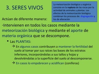 3. SERES VIVOS
Actúan de diferente manera:
-Intervienen en todos los casos mediante la
meteorización biológica y mediante el aporte de
materia orgánica que se descompone.
 Las PLANTAS:
 En algunos casos contribuyen a mantener la fertilidad del
suelo al tomar por sus raíces las bases de los estratos
inferiores, incorporándolas a sus tallos y hojas y
devolviéndolas a la superficie del suelo al descomponerse.
 En casos lo empobrecen y acidifican (coníferas)
La meteorización biológica u orgánica
consiste en la ruptura de las rocas por la
actividad de animales y plantas. Los
efectos de la meteorización biológica
combinan los procesos de: disgregación y
los de alteración
 