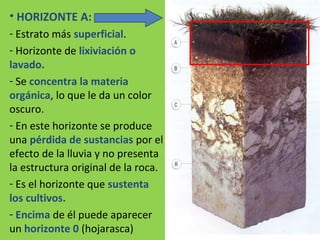 • HORIZONTE A:
- Estrato más superficial.
- Horizonte de lixiviación o
lavado.
- Se concentra la materia
orgánica, lo que le da un color
oscuro.
- En este horizonte se produce
una pérdida de sustancias por el
efecto de la lluvia y no presenta
la estructura original de la roca.
- Es el horizonte que sustenta
los cultivos.
- Encima de él puede aparecer
un horizonte 0 (hojarasca)
 