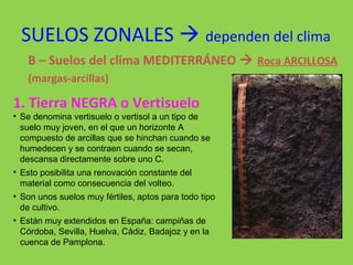 SUELOS ZONALES  dependen del clima
B – Suelos del clima MEDITERRÁNEO  Roca ARCILLOSA
(margas-arcillas)
1. Tierra NEGRA o Vertisuelo
• Se denomina vertisuelo o vertisol a un tipo de
suelo muy joven, en el que un horizonte A
compuesto de arcillas que se hinchan cuando se
humedecen y se contraen cuando se secan,
descansa directamente sobre uno C.
• Esto posibilita una renovación constante del
material como consecuencia del volteo.
• Son unos suelos muy fértiles, aptos para todo tipo
de cultivo.
• Están muy extendidos en España: campiñas de
Córdoba, Sevilla, Huelva, Cádiz, Badajoz y en la
cuenca de Pamplona.
 