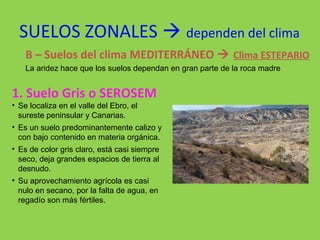 SUELOS ZONALES  dependen del clima
B – Suelos del clima MEDITERRÁNEO  Clima ESTEPARIO
La aridez hace que los suelos dependan en gran parte de la roca madre
1. Suelo Gris o SEROSEM
• Se localiza en el valle del Ebro, el
sureste peninsular y Canarias.
• Es un suelo predominantemente calizo y
con bajo contenido en materia orgánica.
• Es de color gris claro, está casi siempre
seco, deja grandes espacios de tierra al
desnudo.
• Su aprovechamiento agrícola es casi
nulo en secano, por la falta de agua, en
regadío son más fértiles.
 
