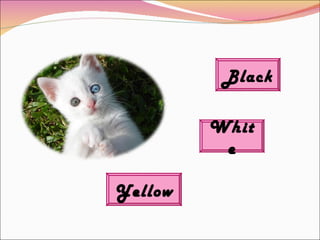 Black Yellow White 