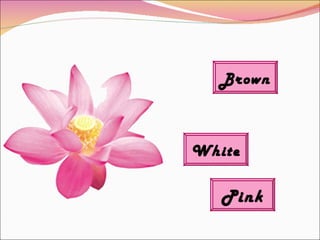 Brown Pink White 