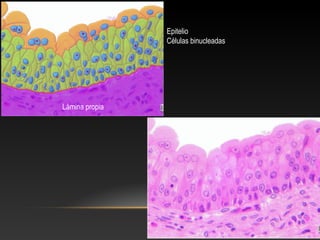 de los conductos usat
