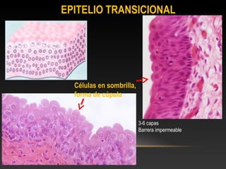 de los conductos usat