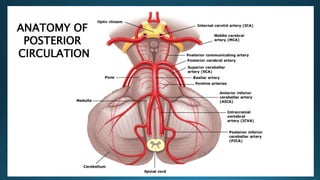 ANATOMY OF
POSTERIOR
CIRCULATION
 