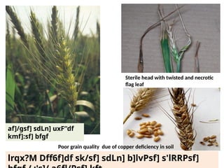 AGRICUTURE INFORMATION ABOUTS PPT 04.pptx