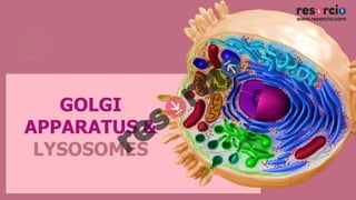 Golgi Apparatus and Lysosomes