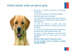 Cómo actuar ante un perro guía
                  •   No Tocar ni acariciar mientras se encuentra
                      trabajando.
                      Si hay otro perro cerca, mantenerlo alejado.
                  •   No ofrecer golosinas ni alimento
                  •   Si una PcD Visual solicita ayuda, acercarse por el
                      lado derecho, de modo que el perro quede al
                      lado izquierdo.
                  •   La PcD le indicará al perro que esta
                      temporalmente fuera de servicio, por medio de
                      una seña.
                  •   Si una PcD con perro guía solicita indicaciones,
                      que éstas sean claras (sentido, lugar, etc)
                  •   No correr, ni tomar del brazo a una PcD Visual
                      acompañada de un perro guía, sin antes
                      hablarle.
                  •   No tocar arnés, aquel es solo para el amo.
                  •   Los P.G evacúan solo en horarios y lugares
                      predeterminados
 