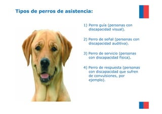 Tipos de perros de asistencia:

                          1) Perro guía (personas con
                             discapacidad visual).

                          2) Perro de señal (personas con
                             discapacidad auditiva).

                          3) Perro de servicio (personas
                             con discapacidad física).

                          4) Perro de respuesta (personas
                             con discapacidad que sufren
                             de convulsiones, por
                             ejemplo).
 