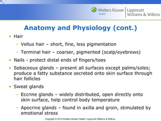 Anatomy and Physiology (cont.) 
Copyright © 2014 Wolters Kluwer Health | Lippincott Williams & Wilkins 
• Hair 
– Vellus hair – short, fine, less pigmentation 
– Terminal hair – coarser, pigmented (scalp/eyebrows) 
• Nails - protect distal ends of fingers/toes 
• Sebaceous glands – present all surfaces except palms/soles; 
produce a fatty substance secreted onto skin surface through 
hair follicles 
• Sweat glands 
– Eccrine glands – widely distributed, open directly onto 
skin surface, help control body temperature 
– Apocrine glands – found in axilla and groin, stimulated by 
emotional stress 
 