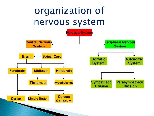 Ppt 0 n cns, spinal cord