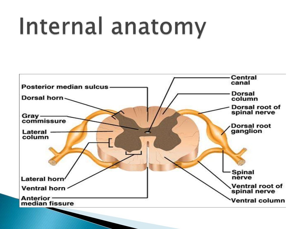 Ppt 0 n cns, spinal cord