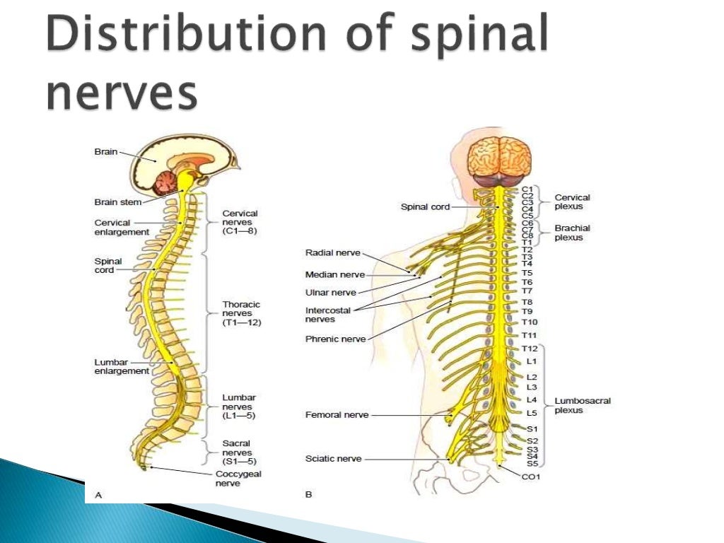 Ppt 0 n cns, spinal cord