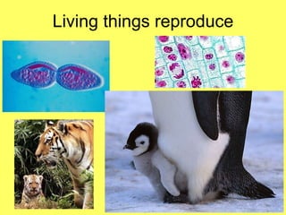 Living things reproduce 