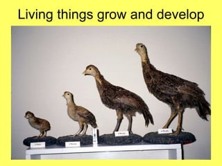 Living things grow and develop 