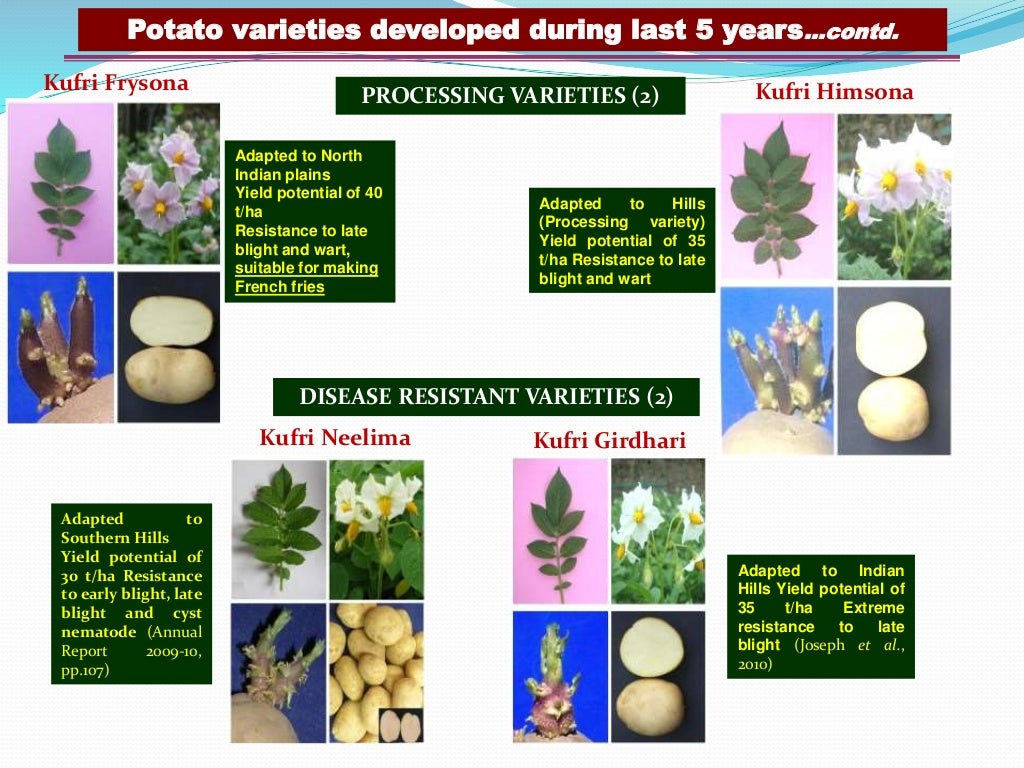 potato