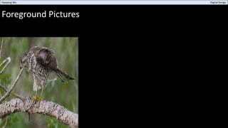 Foreground Pictures
Haoyang Wu Digital Design
 