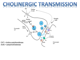 Cholinergic System - Pharmacology | PPT