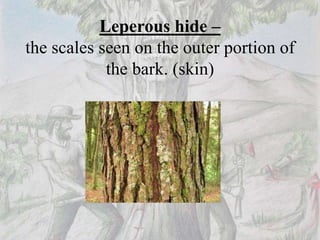 Leperous hide –
the scales seen on the outer portion of
the bark. (skin)
 