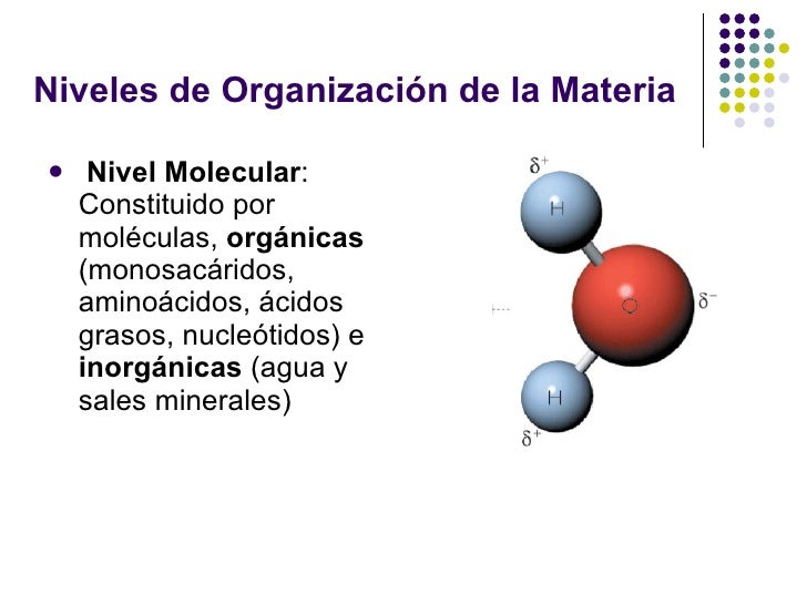 Ppt 1 Org Mat 1º 2010 Lpp