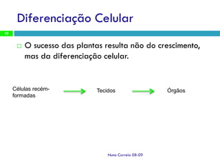Ppt 1   Transporte Nas Plantas
