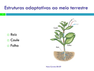 Ppt 1   Transporte Nas Plantas