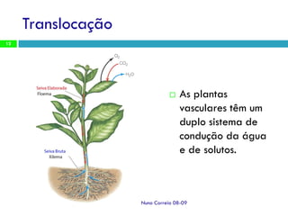 Ppt 1   Transporte Nas Plantas