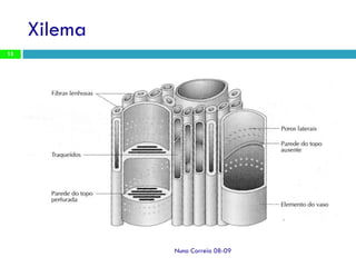 Ppt 1   Transporte Nas Plantas
