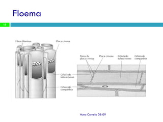 Ppt 1   Transporte Nas Plantas