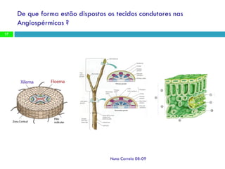 Ppt 1   Transporte Nas Plantas