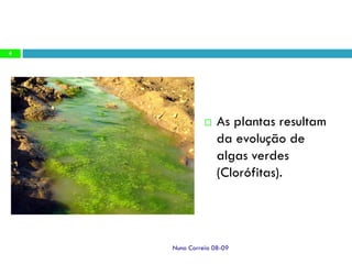 Ppt 1   Transporte Nas Plantas