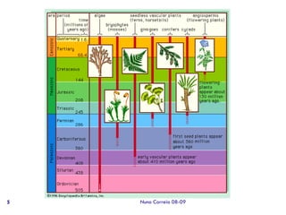 Ppt 1   Transporte Nas Plantas