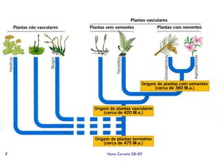 Ppt 1   Transporte Nas Plantas