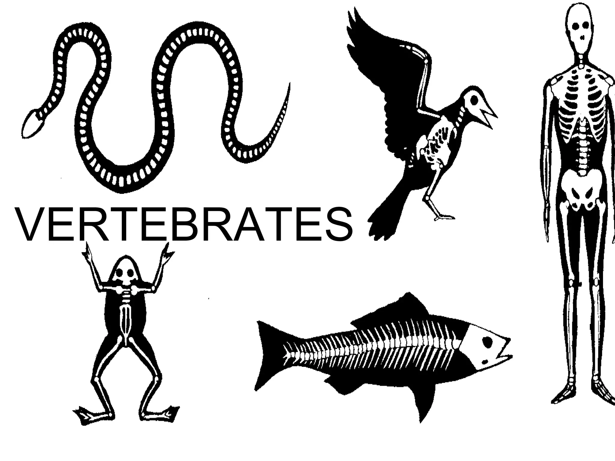 Vertebrates | PPT
