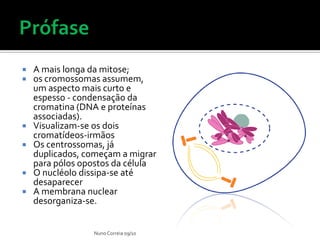  A mais longa da mitose;
 os cromossomas assumem,
um aspecto mais curto e
espesso - condensação da
cromatina (DNA e proteínas
associadas).
 Visualizam-se os dois
cromatídeos-irmãos
 Os centrossomas, já
duplicados, começam a migrar
para pólos opostos da célula
 O nucléolo dissipa-se até
desaparecer
 A membrana nuclear
desorganiza-se.
NunoCorreia 09/10
 