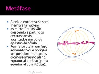  A célula encontra-se sem
membrana nuclear
 os microtúbulos vão
crescendo a partir dos
centrossomas,
localizados em pólos
opostos da célula.
 Forma-se assim um fuso
acromático que obriga a
um posicionamento dos
cromossomas no plano
equatorial do fuso (placa
equatorial ou mitótica).
NunoCorreia 09/10
 