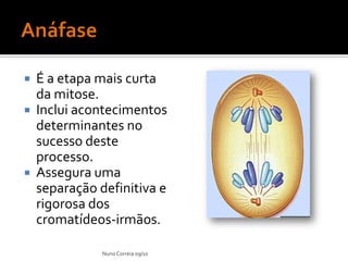  É a etapa mais curta
da mitose.
 Inclui acontecimentos
determinantes no
sucesso deste
processo.
 Assegura uma
separação definitiva e
rigorosa dos
cromatídeos-irmãos.
NunoCorreia 09/10
 