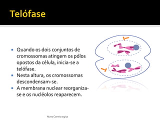  Quando os dois conjuntos de
cromossomas atingem os pólos
opostos da célula, inicia-se a
telófase.
 Nesta altura, os cromossomas
descondensam-se.
 A membrana nuclear reorganiza-
se e os nucléolos reaparecem.
NunoCorreia 09/10
 