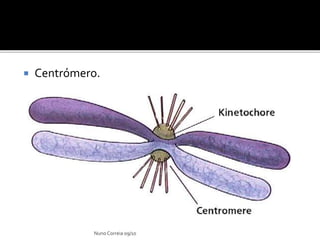  Centrómero.
Nuno Correia 09/10
 