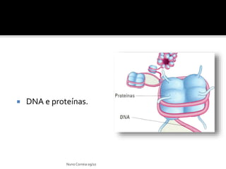  DNA e proteínas.
Nuno Correia 09/10
 