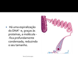  Há uma espiralização
do DNA" -e, graças às
proteínas, a molécula -
-fica profundamente
condensada, reduzindo
o seu tamanho.
Nuno Correia 09/10
 