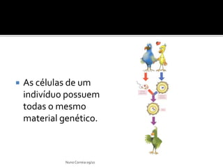  As células de um
indivíduo possuem
todas o mesmo
material genético.
Nuno Correia 09/10
 