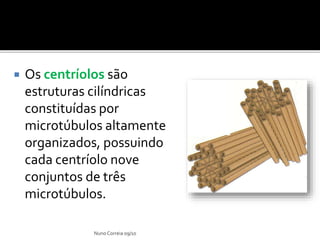  Os centríolos são
estruturas cilíndricas
constituídas por
microtúbulos altamente
organizados, possuindo
cada centríolo nove
conjuntos de três
microtúbulos.
Nuno Correia 09/10
 